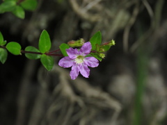 Cuphea ciliata