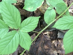 Rubus furtivus