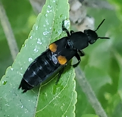 Platydracus fossator
