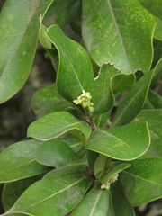 Daphnopsis caracasana