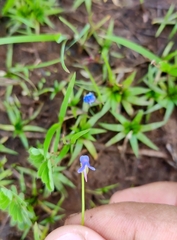 Utricularia albocaerulea