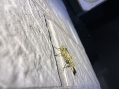 Trachyzulpha formosana