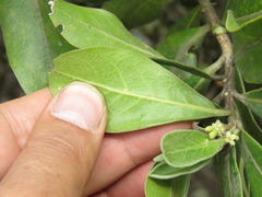 Daphnopsis caracasana