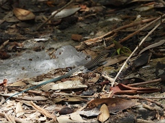 Pholidoscelis lineolatus