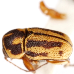 Pachybrachis chester