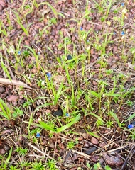 Utricularia albocaerulea