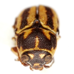 Pachybrachis chester