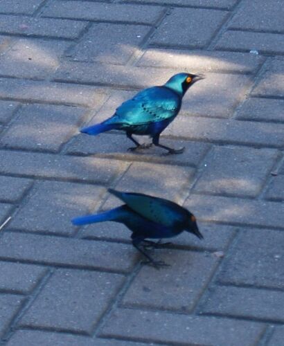 Greater Blue-eared Starling (Lamprotornis chalybaeus), photo 7