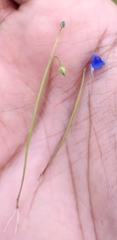 Utricularia albocaerulea