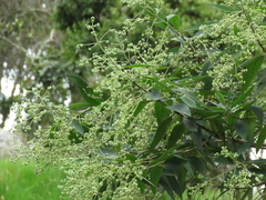 Lippia hirsuta