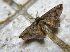 Prismosticta fenestrata