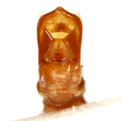 Pachybrachis chester