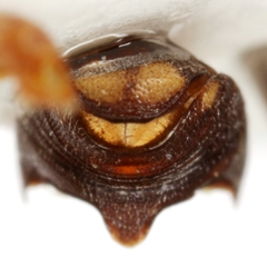 Pachybrachis chester