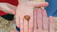 Notocypraea angustata