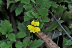Goodenia rotundifolia