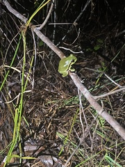 Hyla andersonii