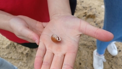 Notocypraea angustata