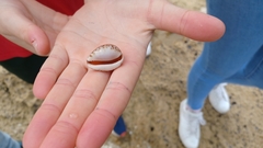 Notocypraea angustata