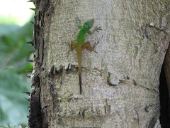 Anolis dominicensis
