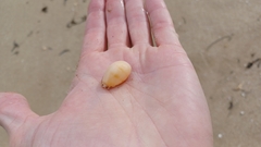 Notocypraea comptonii