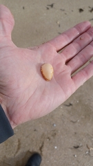 Notocypraea comptonii