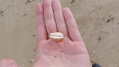 Notocypraea comptonii