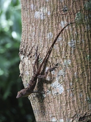 Anolis hispaniolae