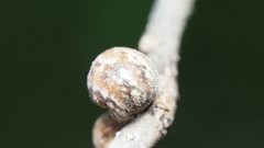 Allokermes cueroensis