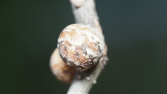 Allokermes cueroensis