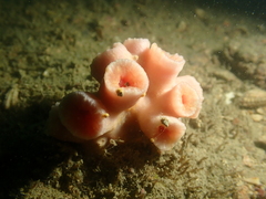 Cladopsammia eguchii