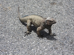 Cyclura cornuta cornuta