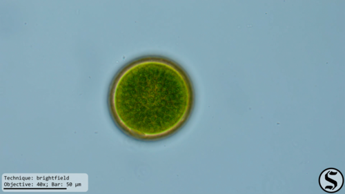 Dictyochloridaceae