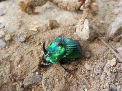 Phanaeus furiosus