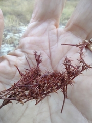 Lastarriaea coriacea