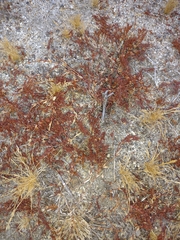 Lastarriaea coriacea