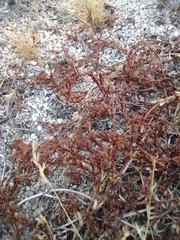 Lastarriaea coriacea