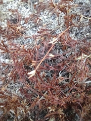 Lastarriaea coriacea