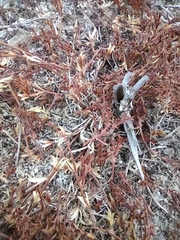 Lastarriaea coriacea