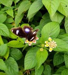 Hypolimnas bolina