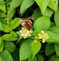Hypolimnas bolina