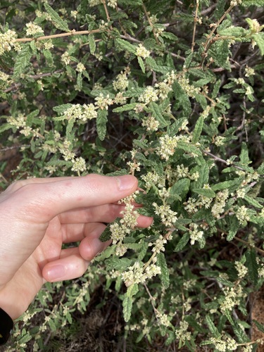 Image of Commersonia Borealis (Commersonia borealis) by (c) Thomas Mesaglio, some rights reserved (CC BY)