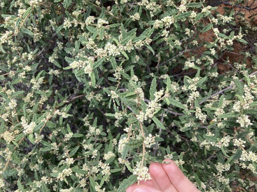 Image of Commersonia Borealis (Commersonia borealis) by (c) Thomas Mesaglio, some rights reserved (CC BY)