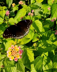Hypolimnas bolina