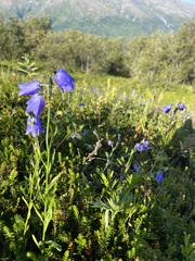 Campanula alaskana