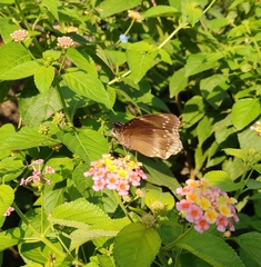 Hypolimnas bolina