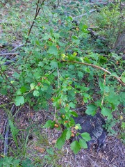 Ribes pulchellum