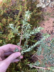 Phyllanthus calycinus