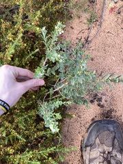 Phyllanthus calycinus