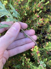 Phyllanthus calycinus
