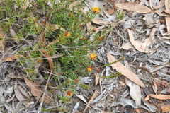 Pultenaea robusta